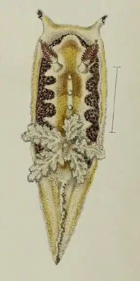 Goniodoris citrina