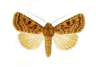 Euxoa fauna