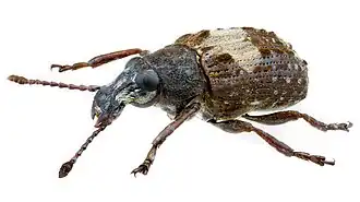 Gonotropis dorsalis