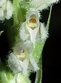Dennenorchis