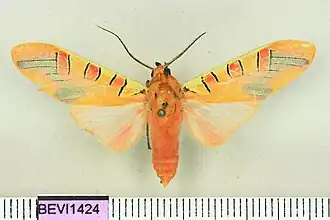 Gorgonidia cubotaensis