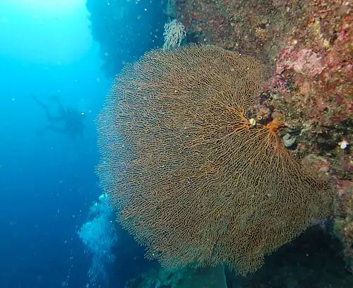 Een hoornkoraal langs steile rifwand(vermoedelijk Gorgonia ventalina)