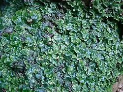 Close-up van een mat van kegelmos.