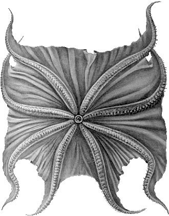 Grimpoteuthis pacifica