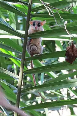 Gracilinanus agilis in Mato Grosso do Sul