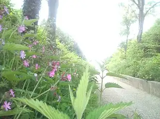 Afdaling naar het strand