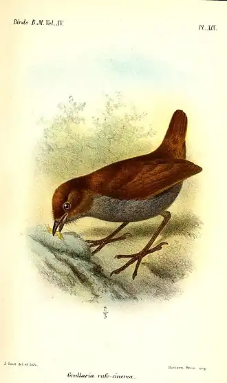Tweekleurige mierpitta