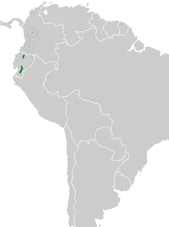 Chapmans dwergmierpitta