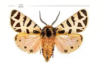 Grammia nevadensis