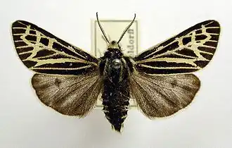 Grammia quenseli