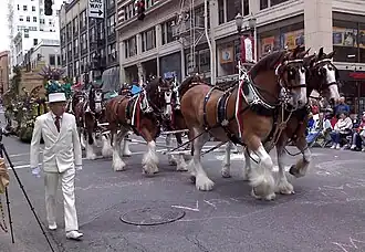 Een achtspan Clydesdales