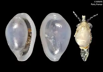 Granulina darienensis