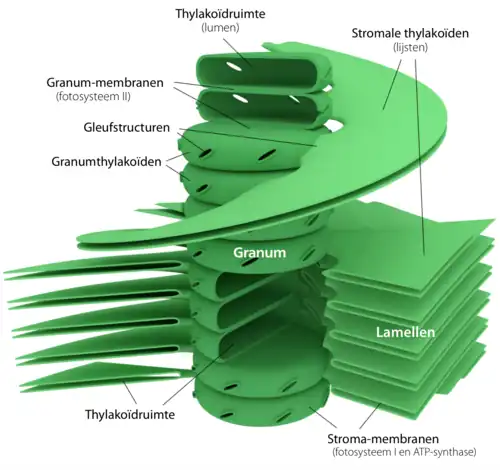 Het leidende model voor de structuur van grana is een stapel thylakoïden die verbonden zijn door spiraalvormige stromale thylakoïden. Zij wikkelen rond de thylakoïd-stapels en verbinden alle grana in de chloroplast.