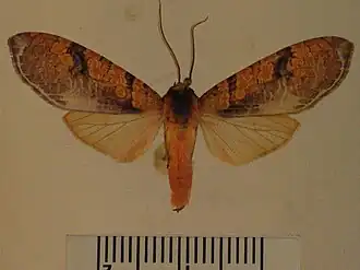 Graphea marmorea