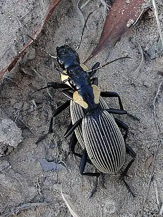 Graphipterus lineolatus