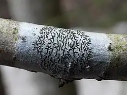 gewoon schriftmos(Graphis scripta)