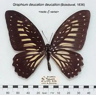Graphium deucalion