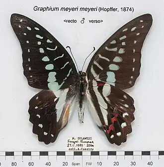 Graphium meyeri