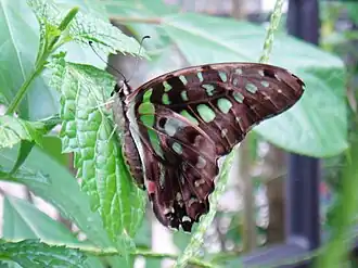 Graphium agamemnon
