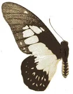 Graphium agamedes