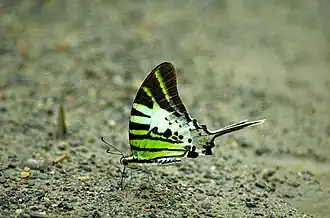 Graphium antiphates