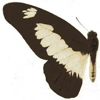 Graphium auriger