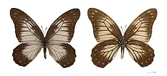 Graphium encelades