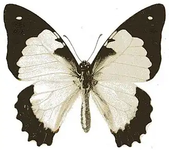 Graphium endochus