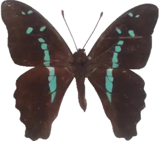 Graphium gelon