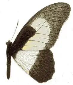 Graphium hachei