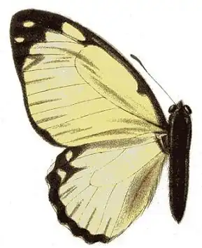 Graphium levassori