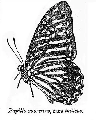 Graphium macareus