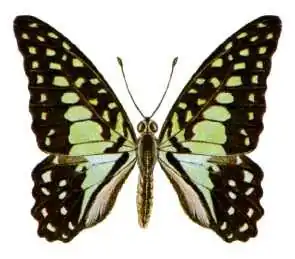 Graphium macfarlanei