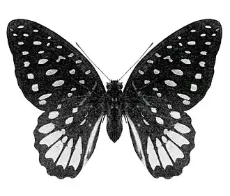 Graphium meeki