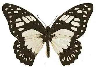 Graphium philonoe