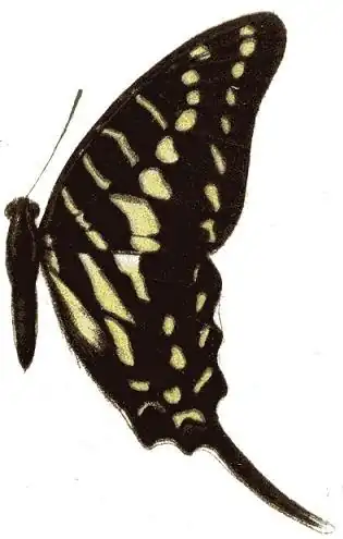 Graphium polistratus