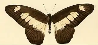 Graphium ucalegon