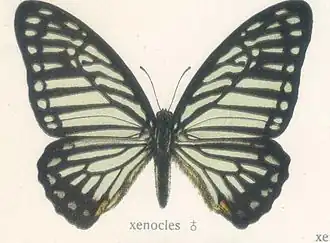 Graphium xenocles