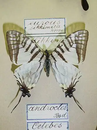 Graphium eurous