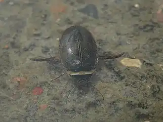 Graphoderus occidentalis