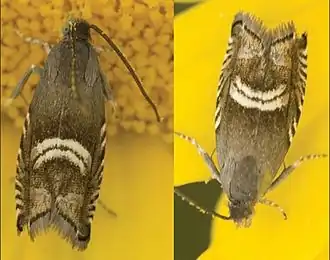 Grapholita internana