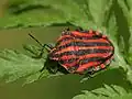 Graphosoma italicum (Pyjamaschildwants)