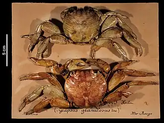 Grapsus granulosus