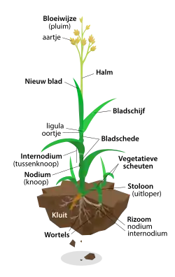 Typische bouw van een grasplant