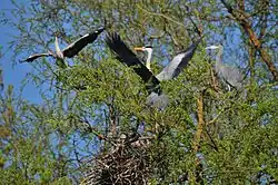 Blauwe reigers in een wilgenvloedbos