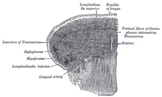 Musculus longitudinalis superior linguae