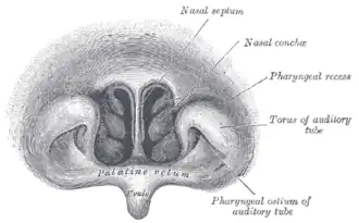 {Voorzijde van nasofarynx zoals met laryngoscoop te zien.