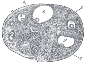 Corpus luteum