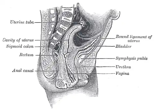 Sagittale doorsnede door het bekken van een pasgeboren meisje. (aanduiding ronde ligament rechtsboven (round ligament of uterus).)