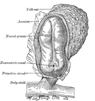 Menslijk embryo 2&nbsp;mm lang. Dorsaal aanzicht, met een opengewerkt amnion X 30.
